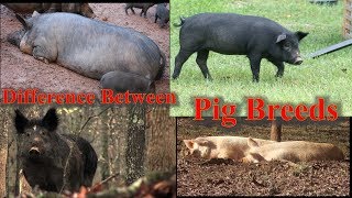 What Is The Different Types Of Pigs [upl. by Elocaj]