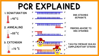 PCR Polymerase Chain Reaction Explained [upl. by Ardnuyek604]