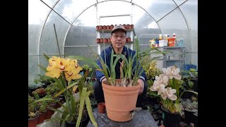 How to Propagate and Take Care of Cymbidium Orchids [upl. by Ardnael]