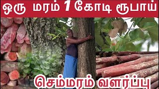 செம்மரம் வளர்ப்பு  செம்மரம்  Red Sandal ￼ Semmaram cultivation in Tamil ￼ Namma Farmer [upl. by Rengaw]