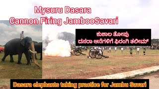 Dasara elephants taking practice for Jambu Savari mysore dasara2024 dasara elephant jambusavari [upl. by Savell427]