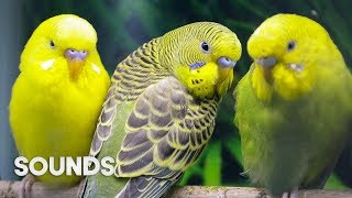 Budgies singing in Pet Store  Parakeet Sounds  1 Hour [upl. by Karie]