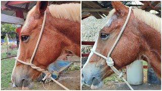 Aprende a hacer estás gamarras de emergencia que te ayudarán muchísimo todos horse ganaderías [upl. by Atterbury888]