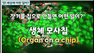 생체모사칩organ on a chip [upl. by Anyek55]