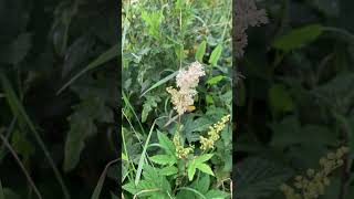 Filipendula meadowsweet wildflower [upl. by Dnomaid]