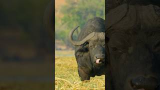 LE BUFFLE DAFRIQUE  LA MORT NOIRE Wildlife top animals nature shortsviral [upl. by Surtemed]