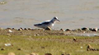 Grey Phalarope Hollowell Reservoir 13th September 2017 [upl. by Aihsined430]