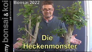 Bonsai 202264  Hainbuche  Carpinus betulus  mit den MonsterHeckenBuchen durch das Jahr [upl. by Retsbew482]