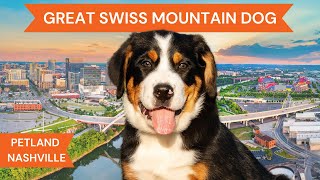 Great Swiss Mountain Dog Breed Highlights [upl. by Haimehen148]