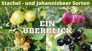 Stachel  und Johannisbeersorten im Überblick  Jostabeere  Sortenunterschiede  Sortenvergleich [upl. by Lirrehs]