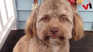 This Dog Looks Like A Human — And Its Making People Uncomfortable [upl. by Hairej]