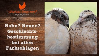 Hahn Henne Geschlechtsbestimmung bei Legewachteln inkl Kloakentest [upl. by Siuqram319]