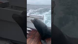 Sea Lion Hops Onto Boat for Fish [upl. by Careaga333]