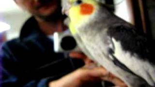 parrot pappagallo calopsite parla e fischia famiglia addams video 2 [upl. by Henn]