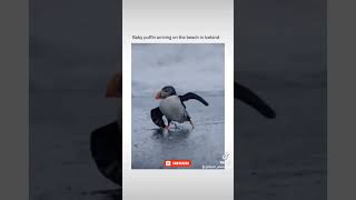 baby puffin Iceland [upl. by Lemmuela571]