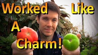 How to Ripen Green Tomatoes off the Vine [upl. by Ailiec]