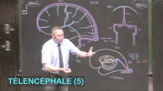 Anatomie de la vascularisation cérébrale Télencéphale 5  Neuroanatomie 12 [upl. by Mima]