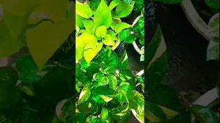 NPK Fertilizer use for better growth on plants trending NPK shorts [upl. by Kenneth700]