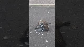 SparrowHawk vs wood pigeon birds fight [upl. by Ettenoitna]