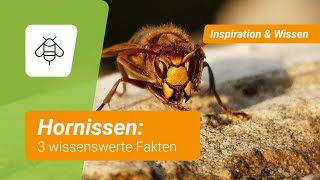 Hornissen 3 wissenswerte Fakten [upl. by Beaulieu]