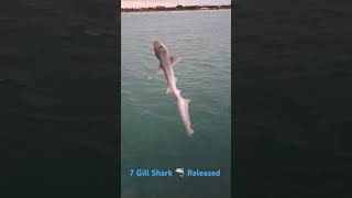 7 Gill Shark 🦈 Caught amp Released Off Warrnambool Breakwater [upl. by Shaylyn]