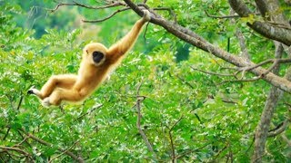 Ce gibbon est un funambule de qualité  ZAPPING SAUVAGE [upl. by Rivera]