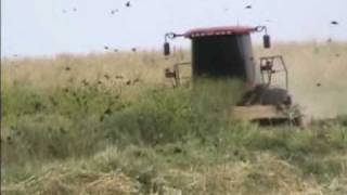 Tricolored Blackbird Colony Destruction Merced Co California [upl. by Lusar]