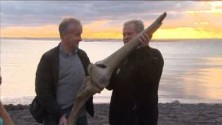 Minidocu juni 2010  Paleontologie op Maasvlakte 2 [upl. by Harlen]