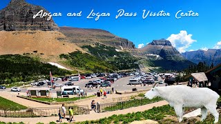 Logan Pass in Glacier National Park  Parking  Highline Trail  Hidden Lake Overlook Trail [upl. by Anerres]