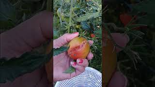 Tomatoes in backyards [upl. by Daune]