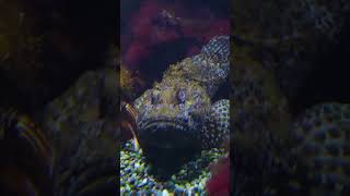 Stonefish The Underwater Assassin You Didnt Know About [upl. by Led]