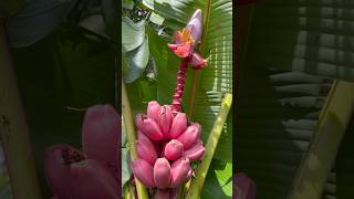 Musa Velutina florestropicais plantas flores jardim tropicalflowers plants banana musa [upl. by Idelson754]