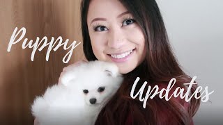 LEO  How We Train Our Pomeranian Puppy  15 Tricks [upl. by Aksehcnarf]