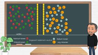 Die Entstehung des Ruhepotentials an Nervenzellen Neurobiologie Oberstufe [upl. by Lawrenson]