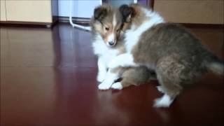 Sheltie puppies  7 weeks [upl. by Octavus]