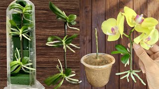 SYNTHETIC OF 2 Simple ways to propagate orchids at home [upl. by Ahsercal]