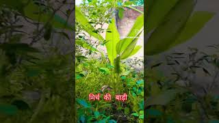 Dil me basala aaha dharkan song bhojpuri akhileshkumar sannu kumar konkona viralsong [upl. by Noinatrad559]