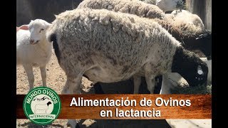 Preparación de alimento para hembras en lactancia [upl. by Giarla]