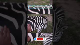 super close to a wild animal zebrawildlife animals nature 4kwildlife naturalworld [upl. by Neelav]