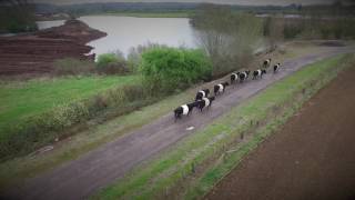 Belted Galloway Janets Belties [upl. by Yoj129]