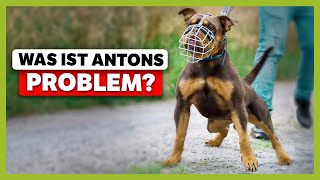 AGGRESSIVES Verhalten bei Tierschutzhund Das ist der Grund für Antons Problem  LiveTraining [upl. by Serg]