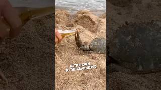 These guys had a crab open their bottle 😂 [upl. by Elamaj]