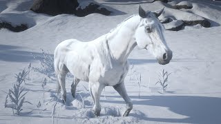 Rare Horse Locations  Red Dead Redemption 2 [upl. by Luing861]