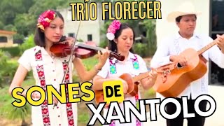 👹Sones de Xantolo Trío Florecer🎶 [upl. by Aseeral]