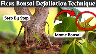 Ficus Bonsai Defoliation Technique  When To Cut The Leaves Of The Bonsai [upl. by Joly355]