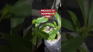 Process of agarwood tree florgardengoddess florgenargue growingwithflor [upl. by Leirua47]