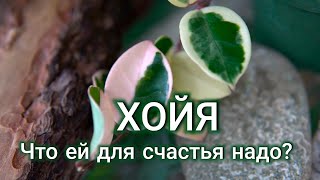 🧚 ХОЙИ в моей коллекции 💚🌿 Начало положено 🤗 [upl. by Ule157]