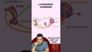 Role of Luteinizing Hormone  Reproductive system  Biology for NEET neet science biology ncert [upl. by Asimaj]