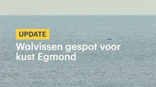 Walvissen gespot voor kust Egmond  RTL NIEUWS [upl. by Uyerta]