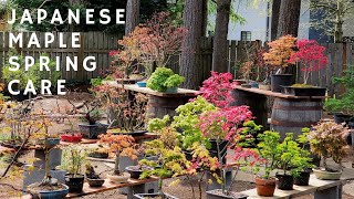 Japanese Maple Spring Care [upl. by Annawit]